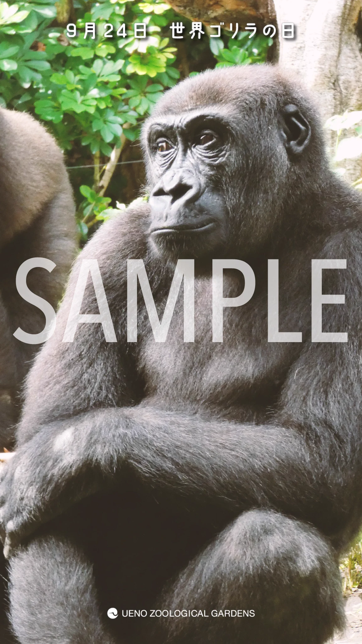 コリラ様 確認用 上野動物園［公式］ on X: 