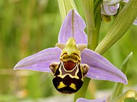 StrokeResearch2's tweet photo. The bilateral symmetry of bilaterians is a complex trait which develops due to the expression of many genes
https://t.co/yBwh9ptmNc https://t.co/K8nFyOZyEp