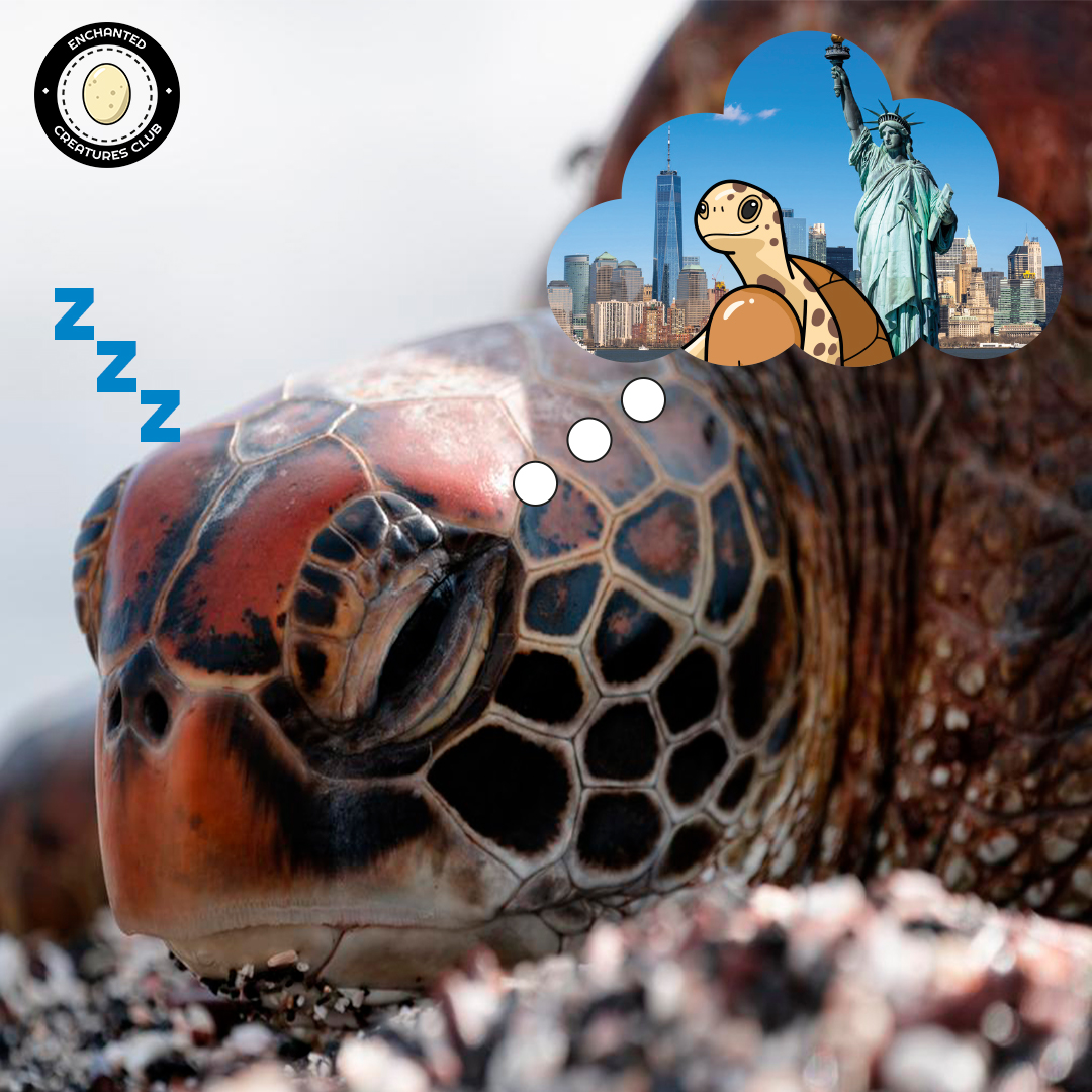 Enchanted Creatures Club tweet media