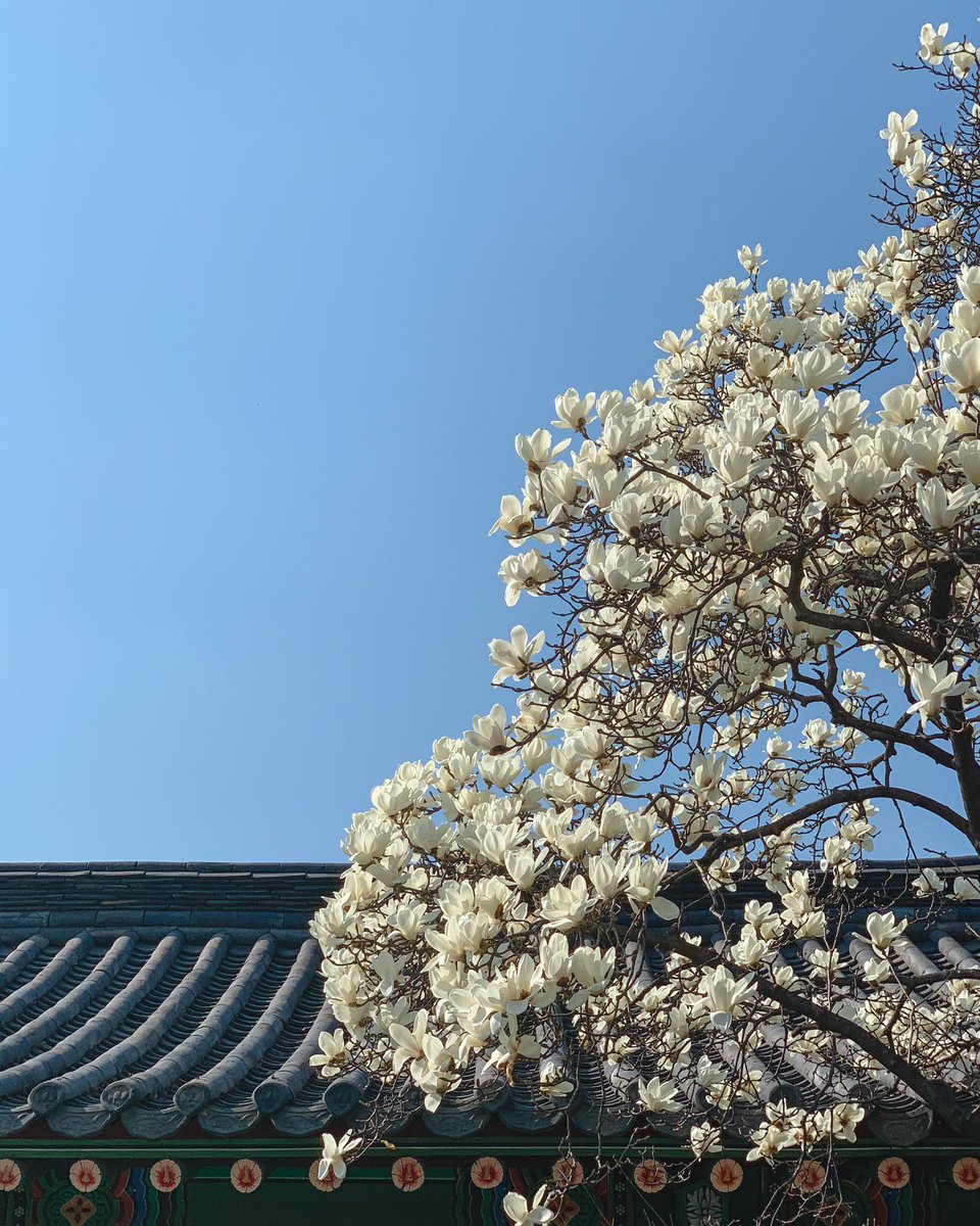 Hello_Dongwon's tweet photo. 행궁동 목련 피면 여기가 제일예쁨
📍정지영커피 장안문점 (작년4월) https://t.co/vkpjAjgsQm