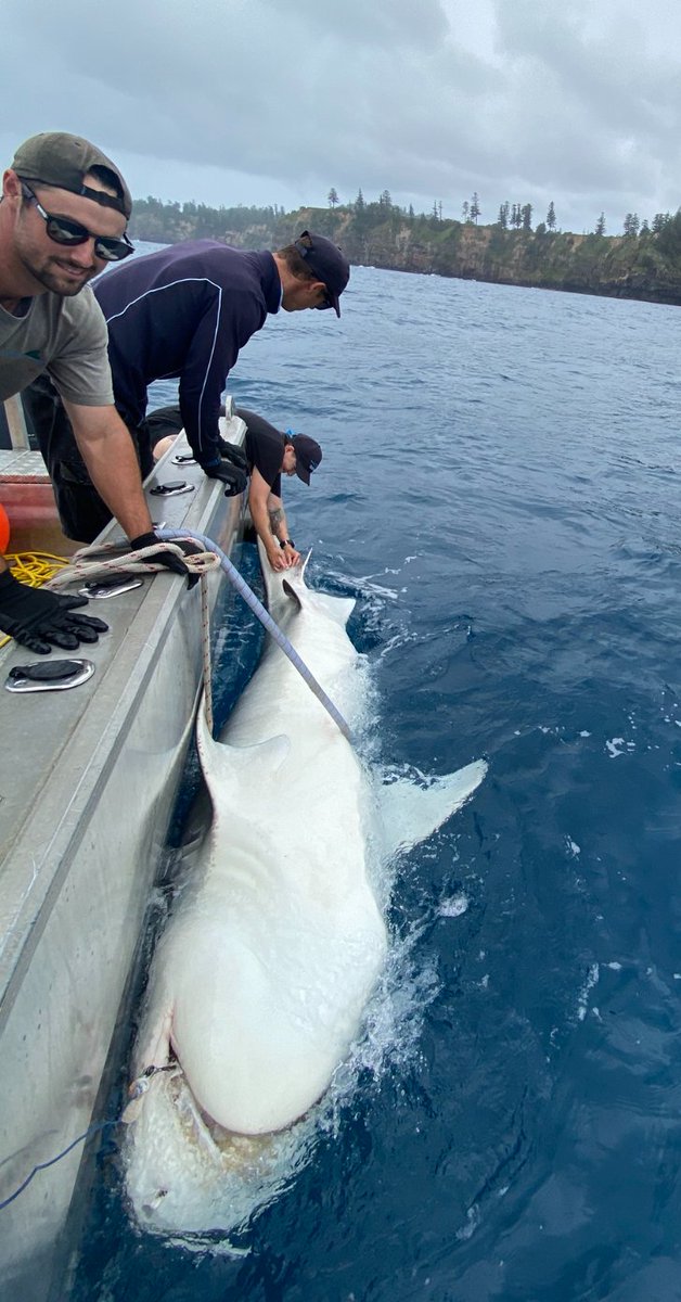 Charlie Huveneers tweet media