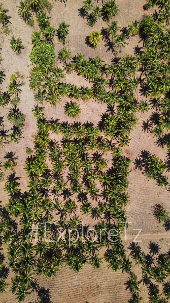 thorkelyimo's tweet photo. #ExploreTz #Pemba https://t.co/oop4sEKHLZ