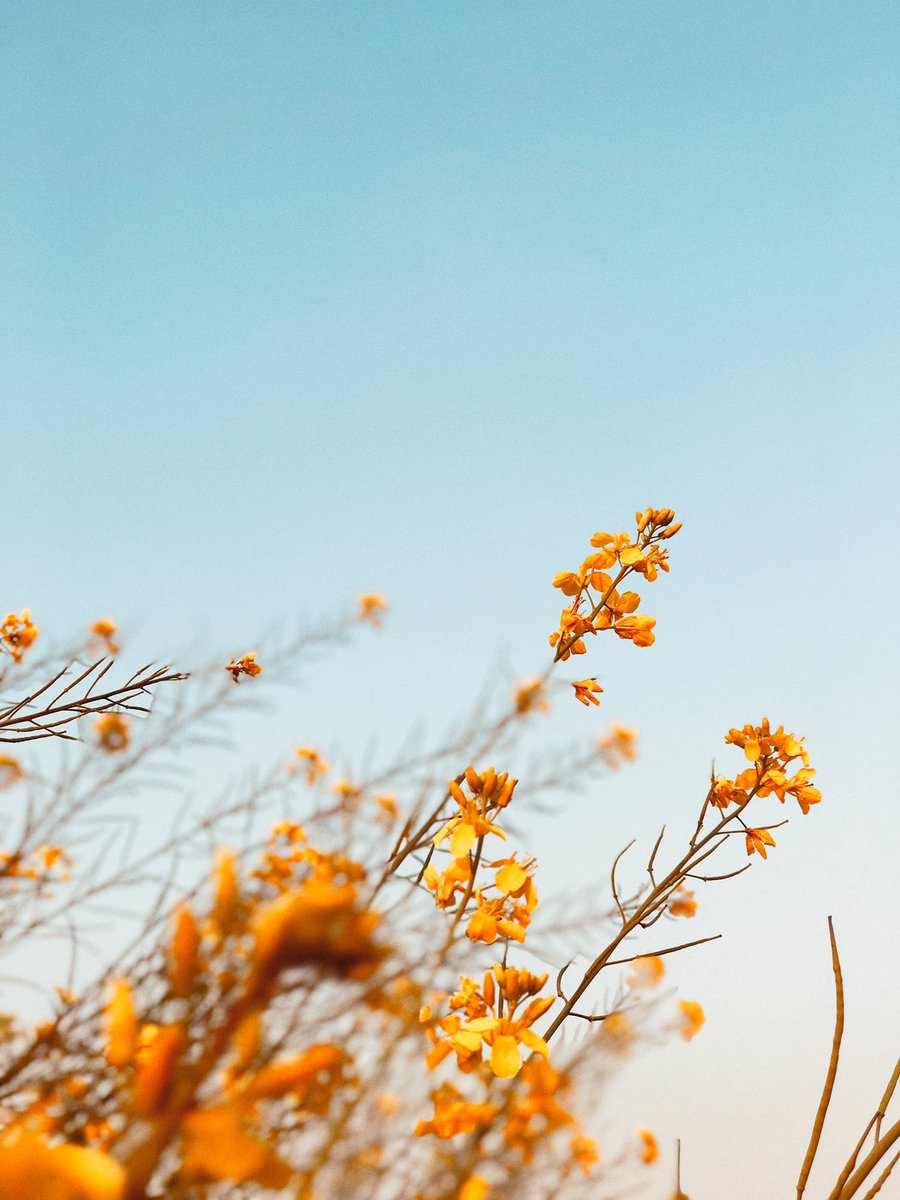 jaspreetk2ur's tweet photo. 💛 https://t.co/u7sDYdSaDe
