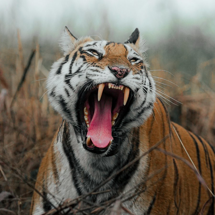 mp-mygov-on-twitter-the-roaring-tourism-of-madhya-pradesh-visit-panna