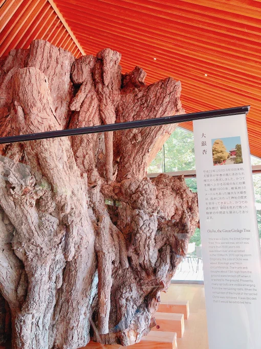 鶴岡八幡宮の鎌倉文華館ミュージアムカフェへ。神社にありながらとてもオシャレでハイテク(こなみ)なカフェです。2010年に倒れた大銀杏の樹幹の展示があります。後で教えてもらって知ったけど丁度倒れて3年目の3月10日に訪れてたのは奇遇。 