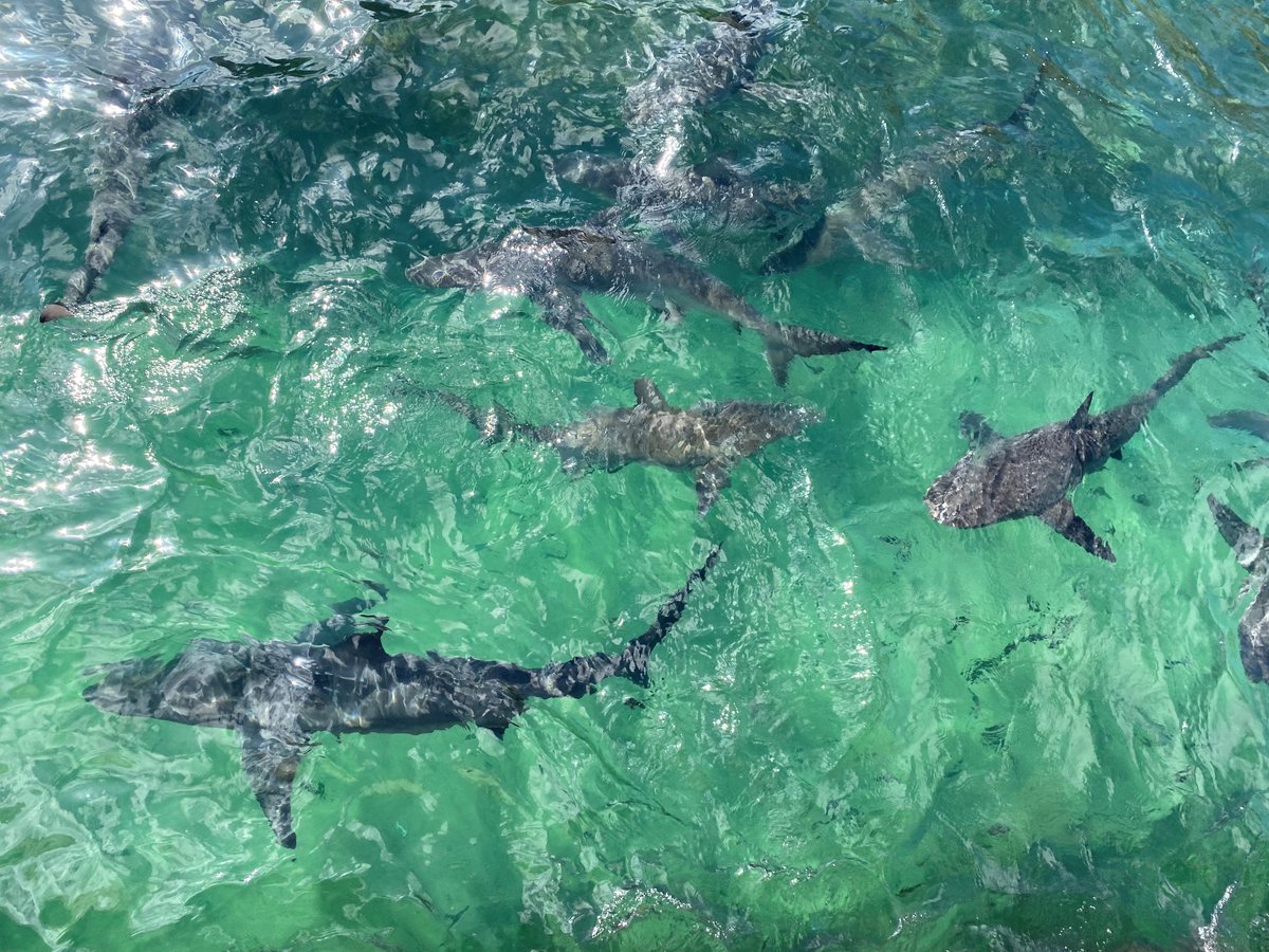 Charlie Huveneers tweet media