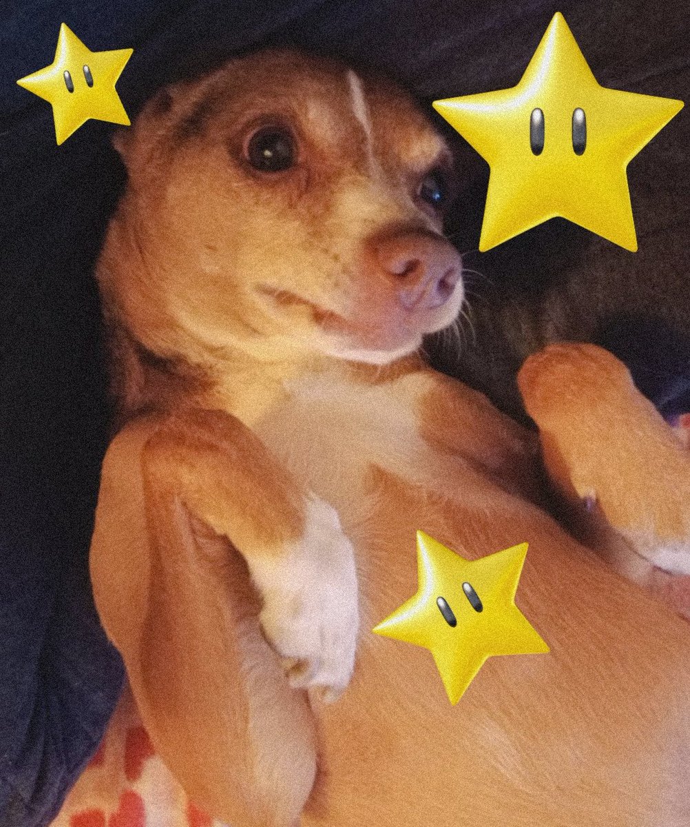 criptikalsoul's tweet photo. Curiosidad importante sobre Takkonazo: Tiene una mancha blanca en el peshito con la forma de las estrellitas de #SuperMarioBros. El mejor Cachorro del lugar. ✨♥️✨ #Takko #Takkonazo #SuriTakko #Puppy #Dog #Perrillo https://t.co/fimoN0er5T