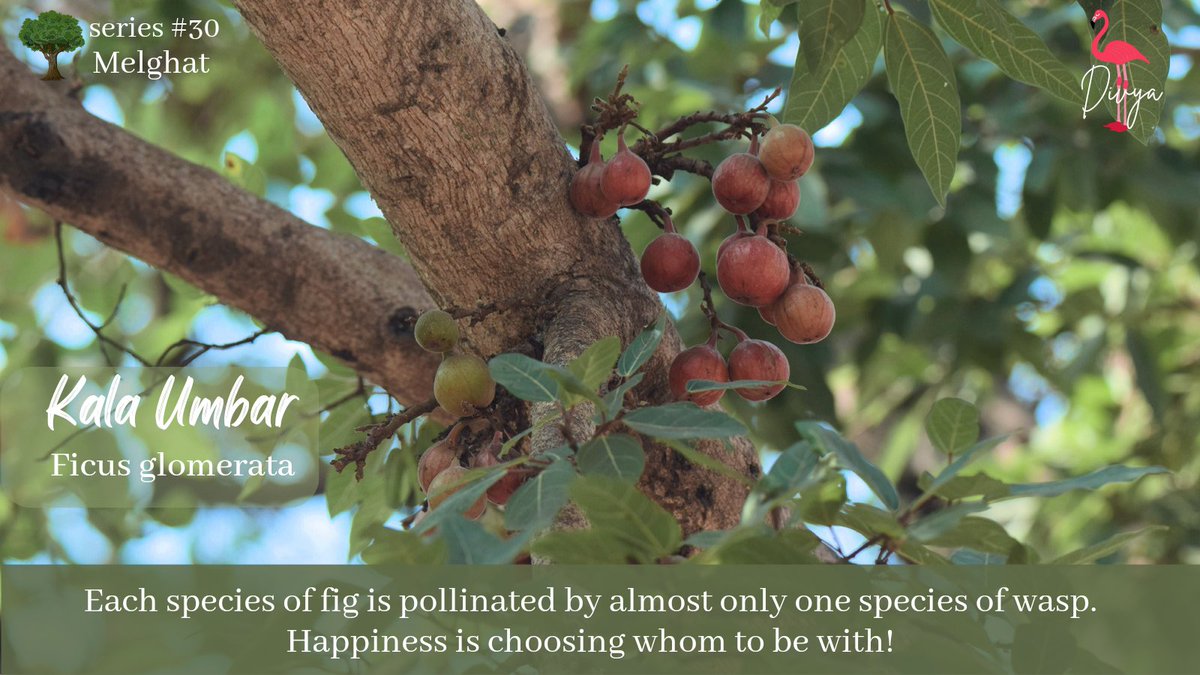 DivyaIFS's tweet photo. Did you know that fig trees rely on tiny wasps for pollination?
The female fig wasp crawls inside the fig and pollinates the flowers, while the male wasps mate with the females before they die and become crunchy bits inside the fruit🌳🐝🍑 #figpollination #mutualism https://t.co/pqKn30a6IE