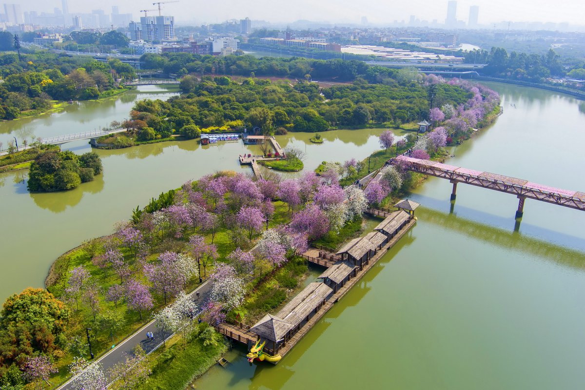 Discover_GZ's tweet photo. The #bauhinia #flowers have been in full #bloom along the #riversides since the end of February in Haizhu National #Wetland Park in #Guangzhou, creating a pink & white fairyland and attracting a lot of #tourists. https://t.co/KhjcaO27ir
