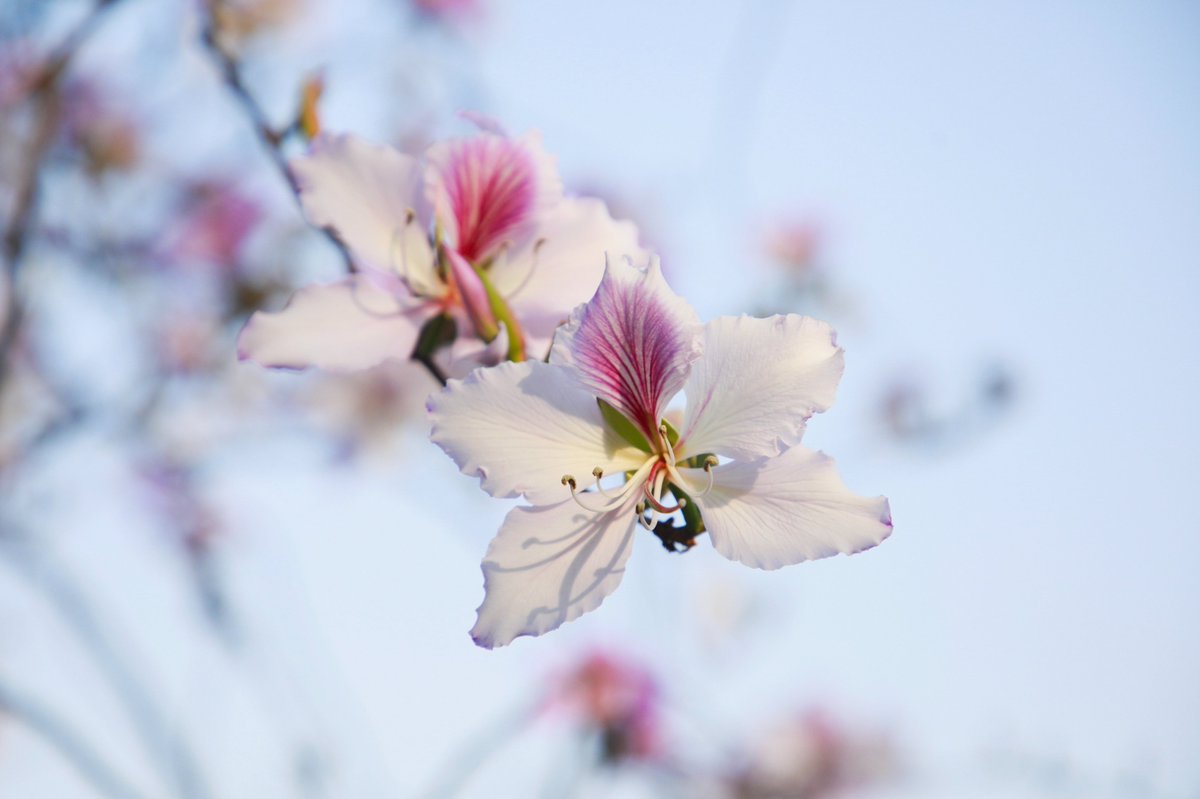 Discover_GZ's tweet photo. The #bauhinia #flowers have been in full #bloom along the #riversides since the end of February in Haizhu National #Wetland Park in #Guangzhou, creating a pink & white fairyland and attracting a lot of #tourists. https://t.co/KhjcaO27ir
