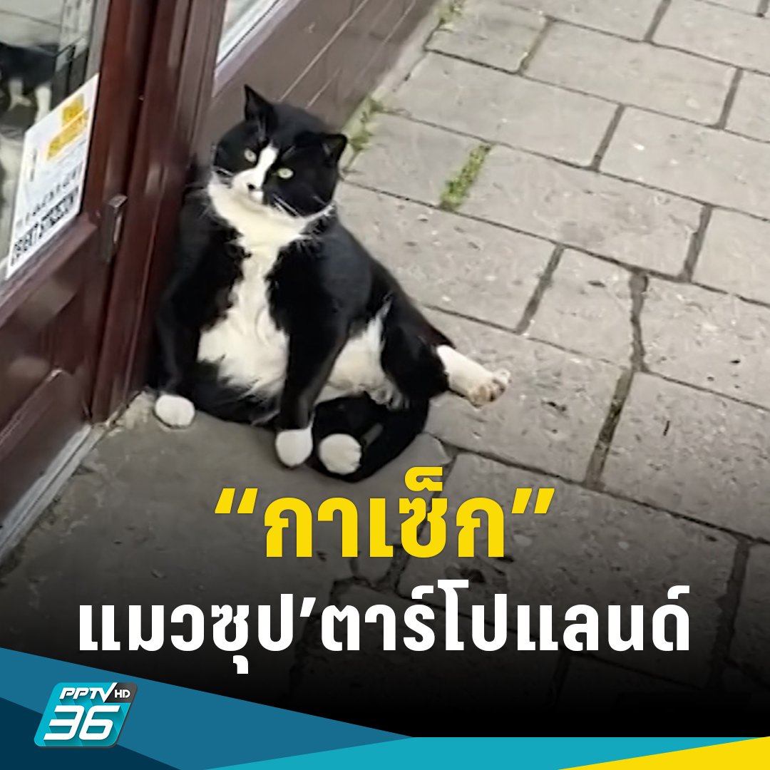 PPTVHD36's tweet photo. นักท่องเที่ยวทั่วโลกเดินทางไปยังเมืองหนึ่งในโปแลนด์ เพื่อชมความน่ารักของเจ้า “กาเซ็ก” แมวลายทักซิโด้ ขวัญใจชาวโซเชียล
อ่านข่าว: https://t.co/tzeEKybvo8
#PPTVHD36 #PPTVNews #ครบทุกข่าวเข้าใจคอกีฬา #โปแลนด์ #แมว #แมวโปแลนด์ #แมวลายทักซิโด้ #กาเซ็ก #Gacek #เที่ยวโปแลนด์ https://t.co/6dz9nP1v3Z