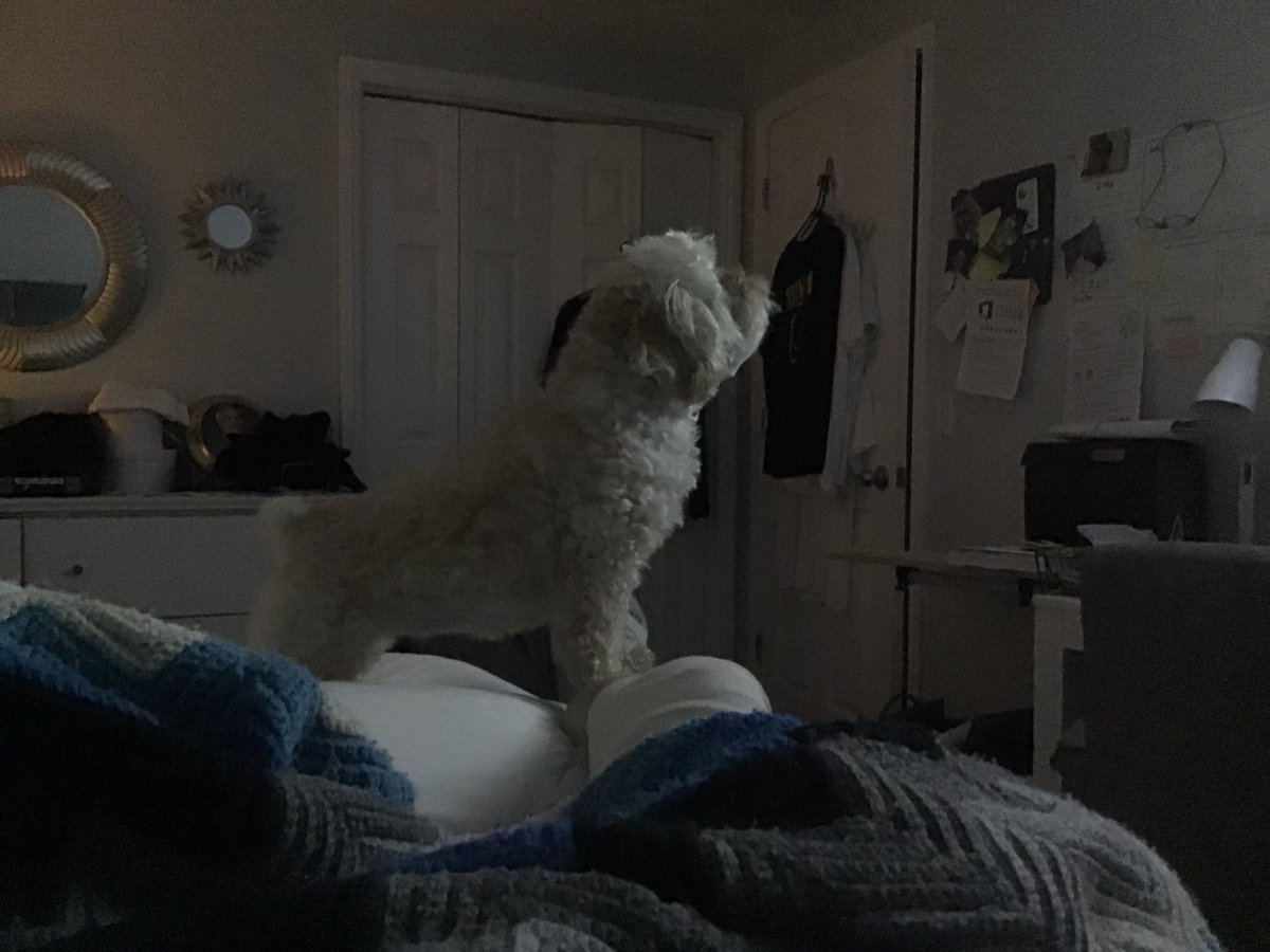 JFracci's tweet photo. Zoe knows if I say the words “K9 is comin!” there will be a dog on the TV. She can be sleeping like a rock. But if she hears it..she jumps up &amp; barks like a nut! 🤣🤣🤣 Zoe luvs her  weekend #OPLive #oplivenation !! #BackTheBlue #BarkTheBlue 💙💙🐶 Just like @Max_n_Ruby ! https://t.co/Nr2PvjkgmV