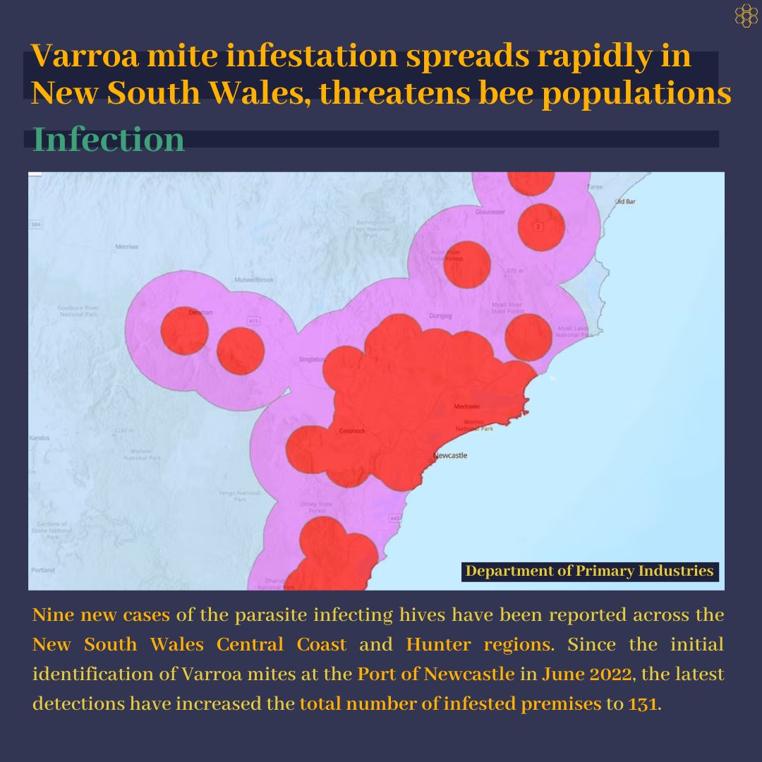 quinbeeproject's tweet photo. Varrao mites are destructive parasites decimating bee populations worldwide. Their recent arrival in Australia has caused much distress; click to read more about the pressing issue. (3/4)

#savethebees #news #deforestation  #climatecrisis #nature #cognitive #honey #conservation https://t.co/XSjvUn9l0H