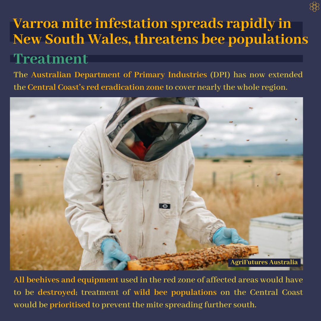 quinbeeproject's tweet photo. Varrao mites are destructive parasites decimating bee populations worldwide. Their recent arrival in Australia has caused much distress; click to read more about the pressing issue. (3/4)

#savethebees #news #deforestation  #climatecrisis #nature #cognitive #honey #conservation https://t.co/XSjvUn9l0H