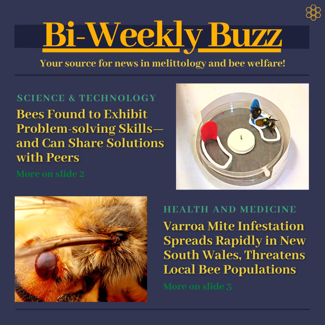 quinbeeproject's tweet photo. Welcome to the 3rd edition of the Bi-Weekly Buzz! Today, we cover a breakthrough in research on bee cognitive development, and the worsening varroa mite situation in Australia. (1/4)

#savethebees #news #beeconservation #nature #culture #honey #conservation https://t.co/Fo0JHhMCLO