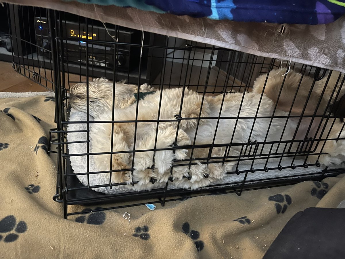 St. Patrick’s Day is hard for some of us… Miss Maisie does wish everyone best wishes on this fun day… Sláinte! #dogsoftwitter