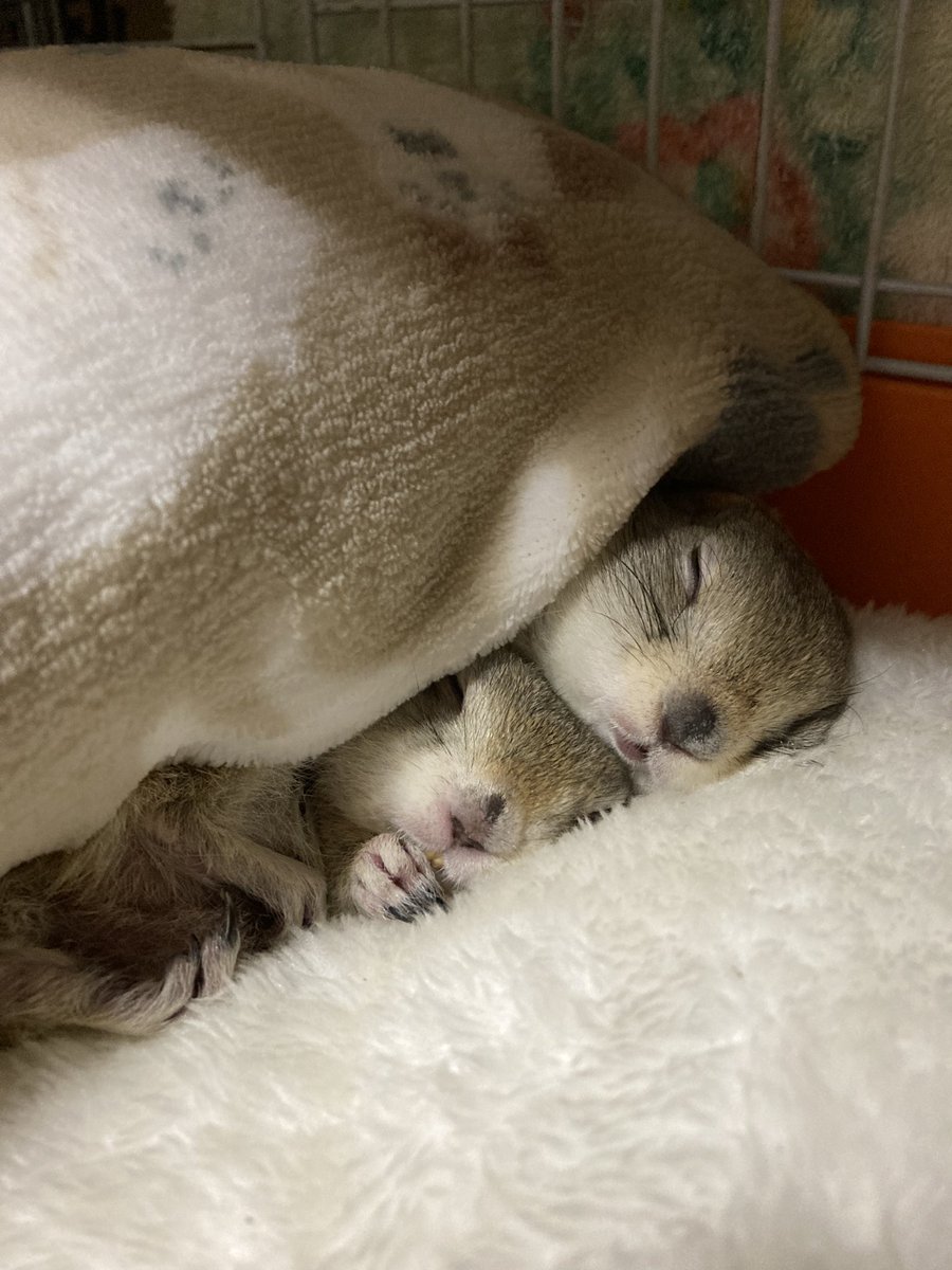 zuumiicyuu's tweet photo. 熟睡中です😪　#リチャードソンジリス https://t.co/oQqtlPocTH