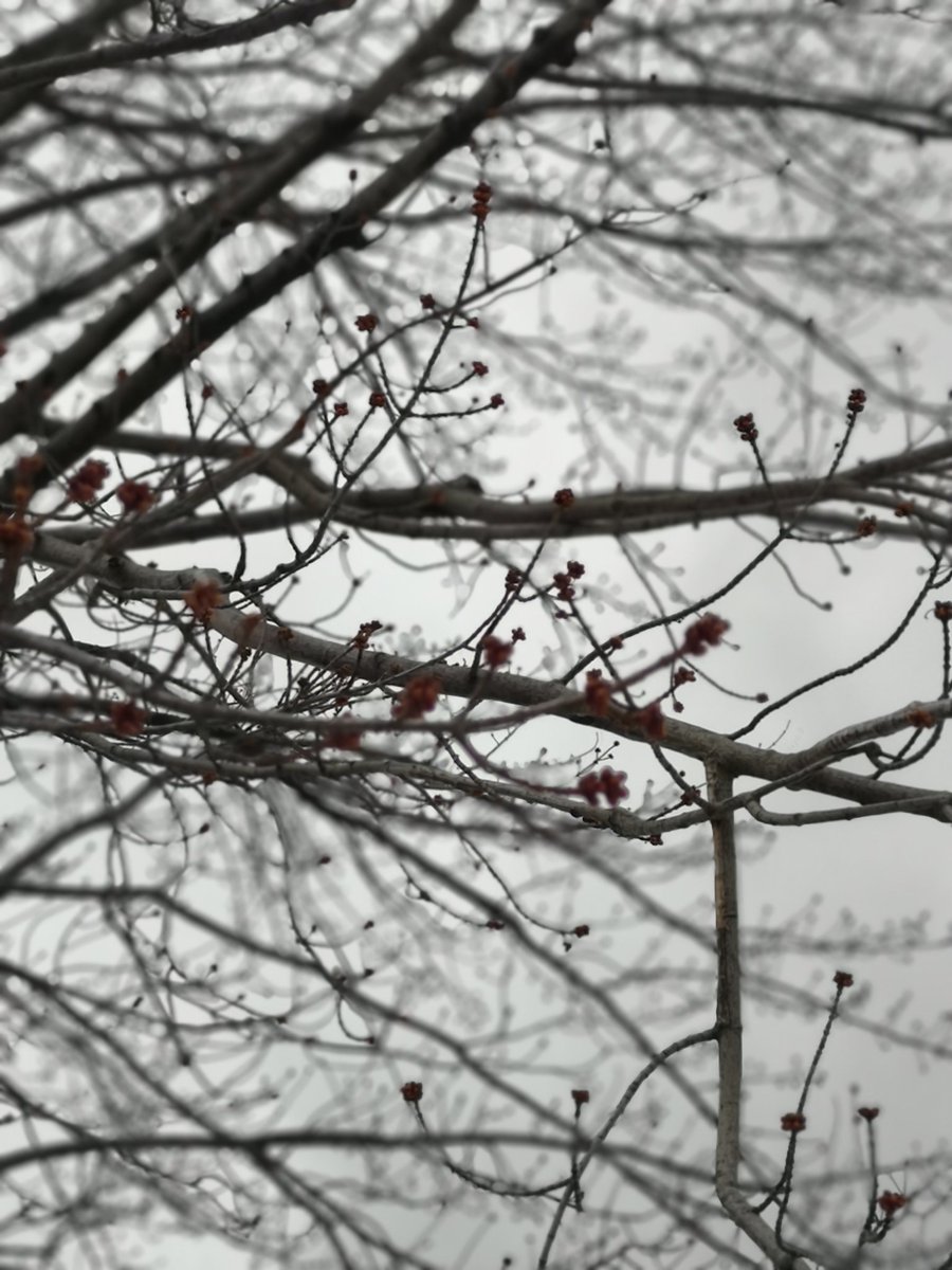 S_ammerz's tweet photo. The bloom begins despite the subdued hues. https://t.co/adaFOY1xuH