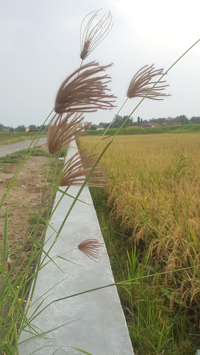Diantara Keindahan Rona Kuning Bulir Sang Hyang Dewi Sri......
Terselip Rumput Liar....
Dianggap Menggangu...
Dianggap Sebagai Gulma...
Tapi Akan Jadi Lain Cerita....
Nampak Indah Juga Dari Sudut Pandang Yang Lain....😎🇮🇩
#BungaRumputLiar
#BukanPuisi
#CelahAwan