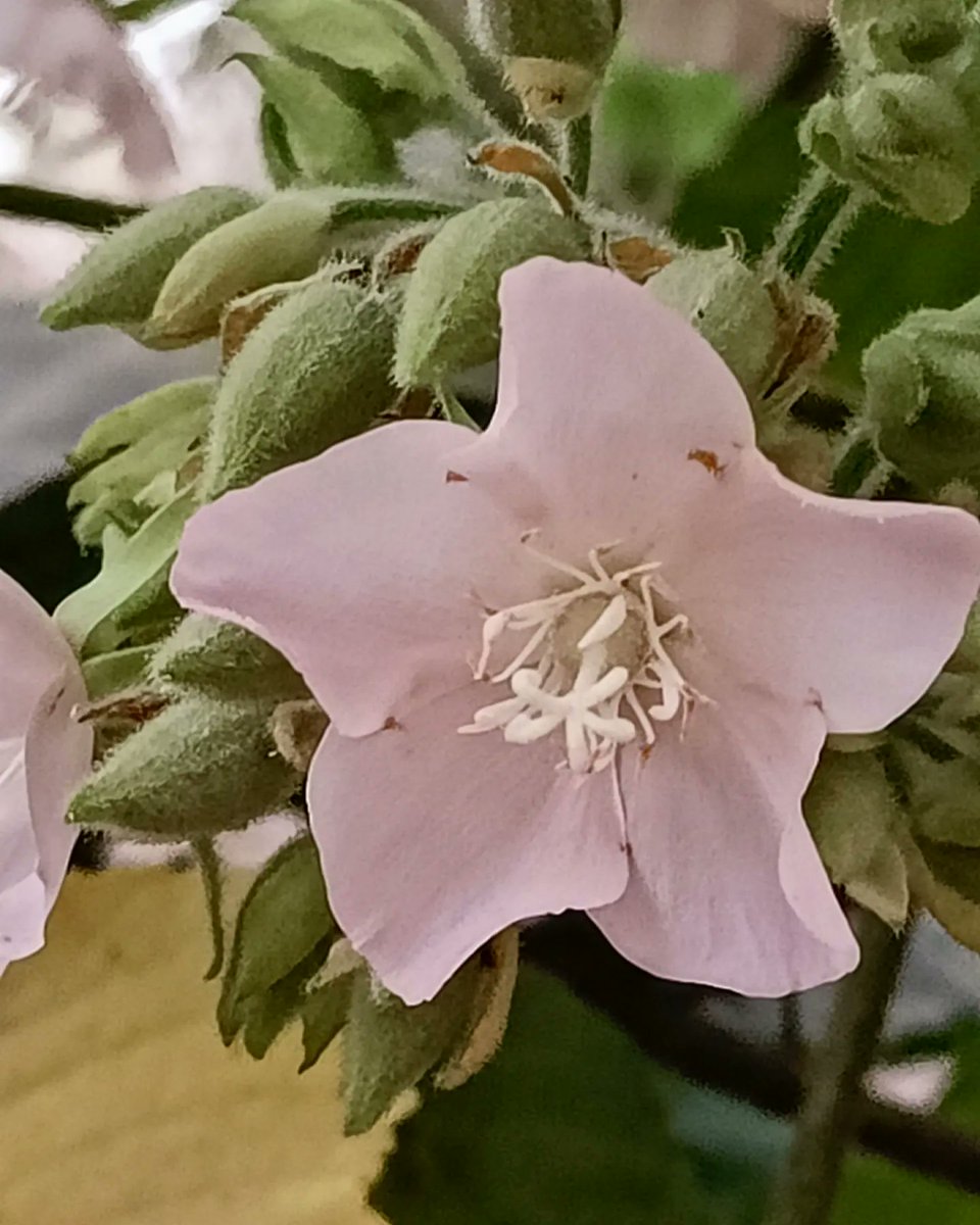 tikulli's tweet image. Dombeya flowering gregariously in @sundernursery . #spring #flowers #springindelhi #flower #delhispring