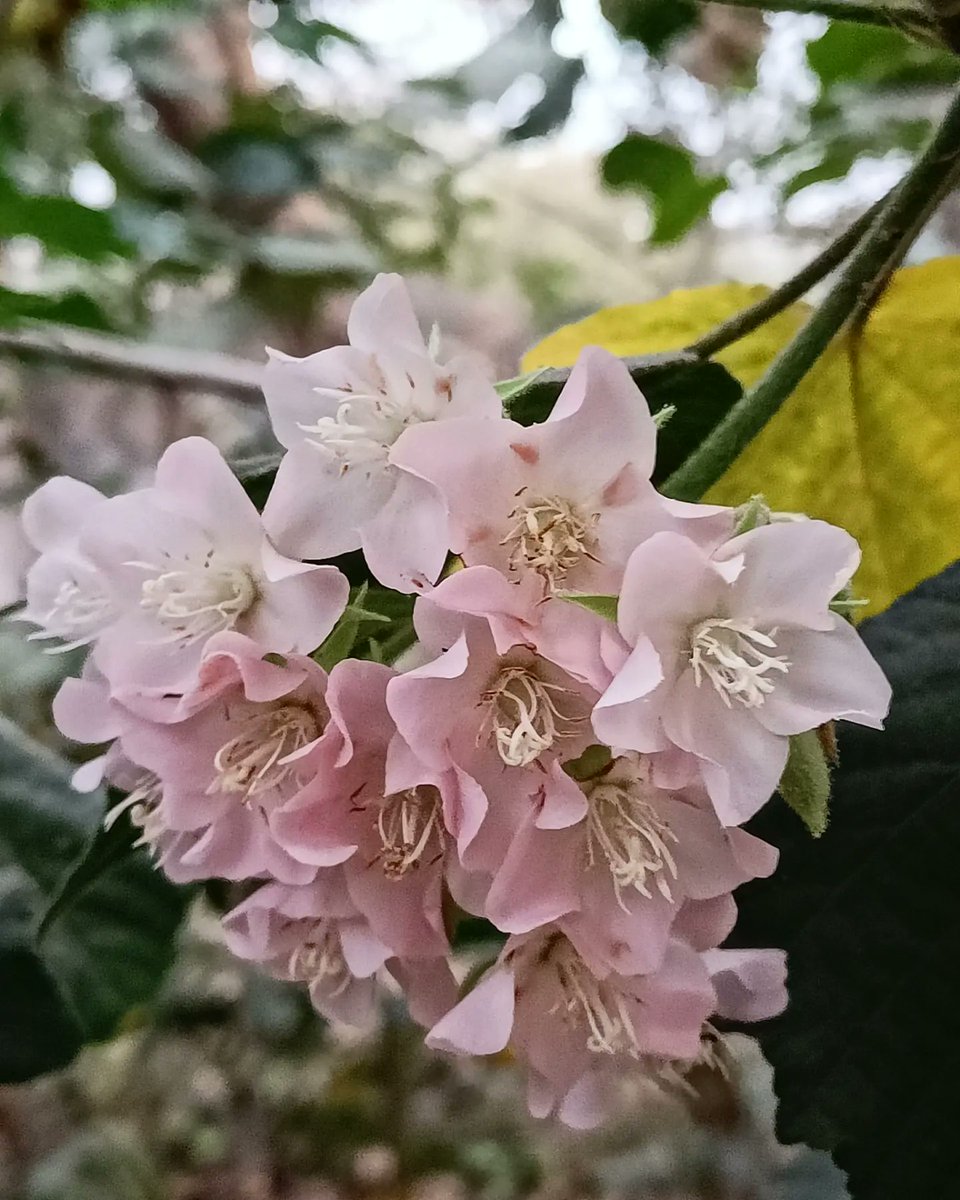 tikulli's tweet image. Dombeya flowering gregariously in @sundernursery . #spring #flowers #springindelhi #flower #delhispring