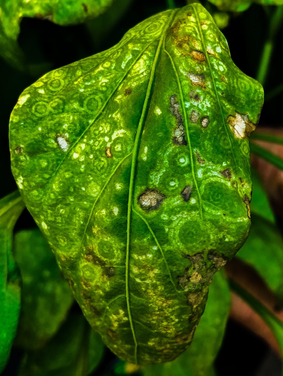 Symptoms of Tomato spotted wilt virus on tomato. Quite impressive ringspots. The virus is spread and transmitted by thrips #Tomato #Virus #Plantdisease
