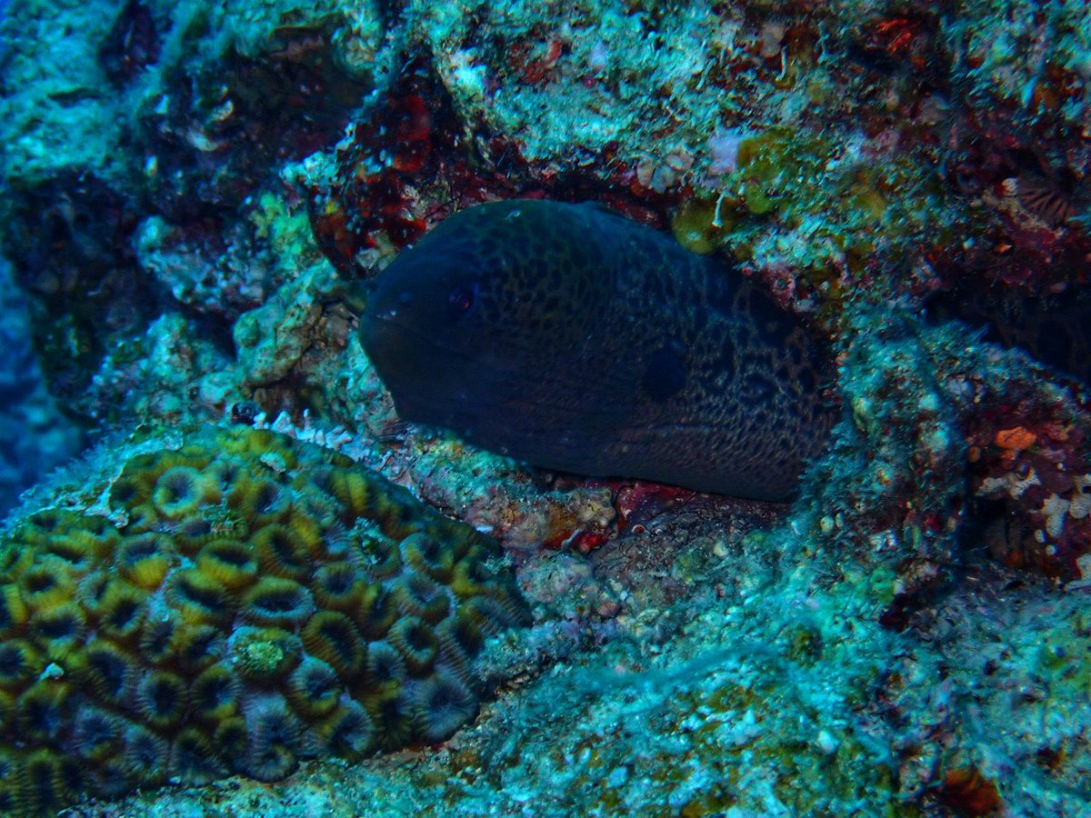 MilerStallion's tweet photo. 海遊してきました🐢

＃海中の静寂さに癒される🐠
#石垣島🌴 https://t.co/33oOuMMKic