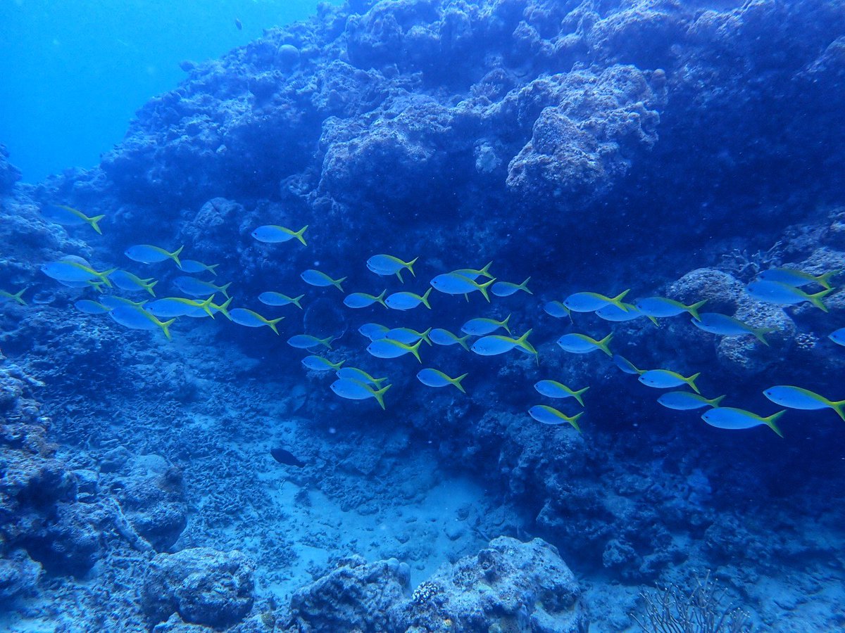 MilerStallion's tweet photo. 海遊してきました🐢

＃海中の静寂さに癒される🐠
#石垣島🌴 https://t.co/33oOuMMKic