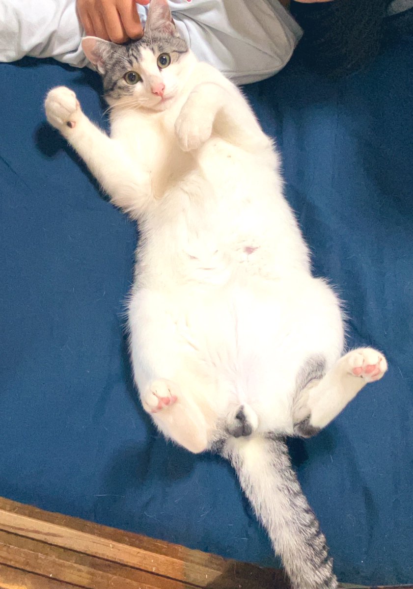 gurineconyaaago's tweet photo. あられもないポーズでヌコ号機をきどうさせたタオ。
#猫がいる暮らし 
#猫のいる暮らし 
#猫のいる生活 
#猫好き 
#猫好きさんと繋がりたい https://t.co/kEqnNrCiOH