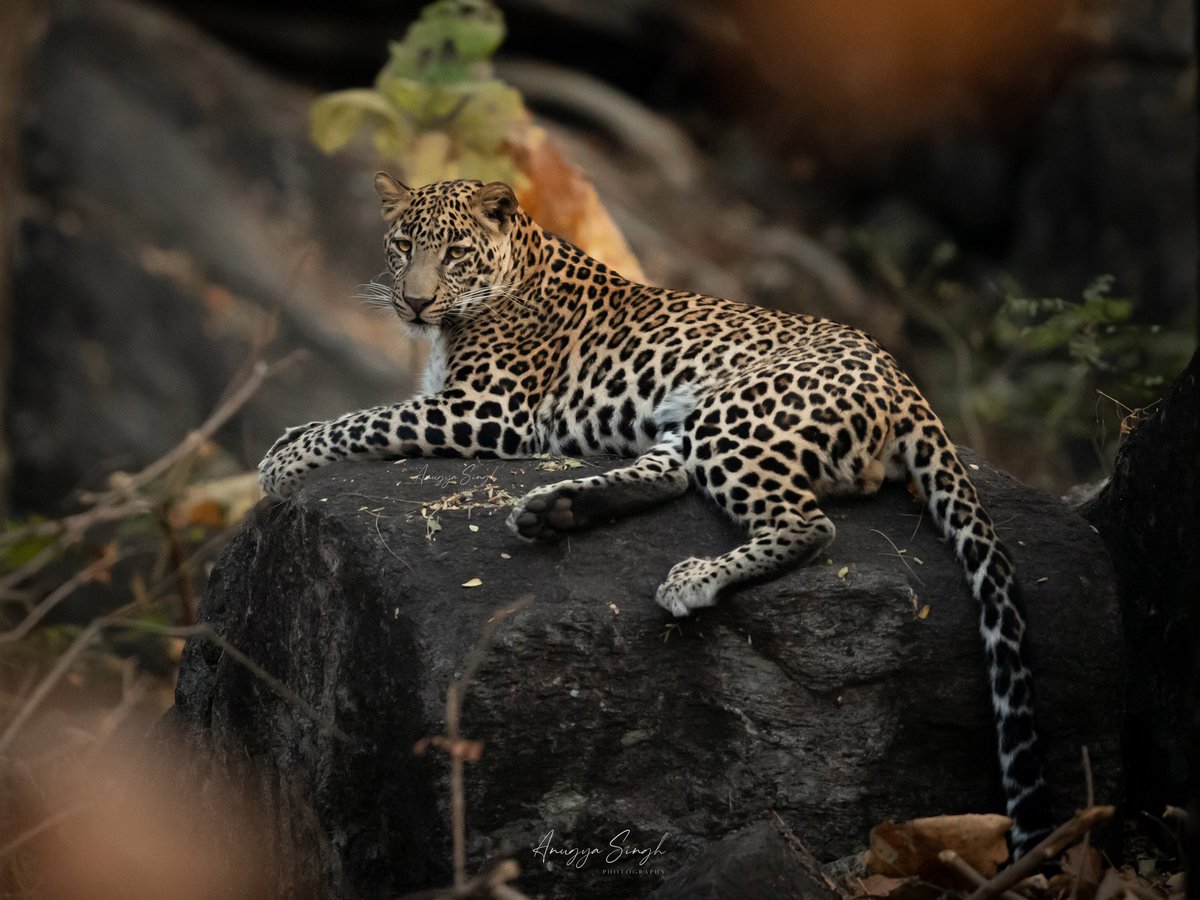 Leopard on the rocks.

#leopard #penchnationalpark #pench #madhyapradeshtourism #savewildlife #wildlifetourism #wildlifephotograhy