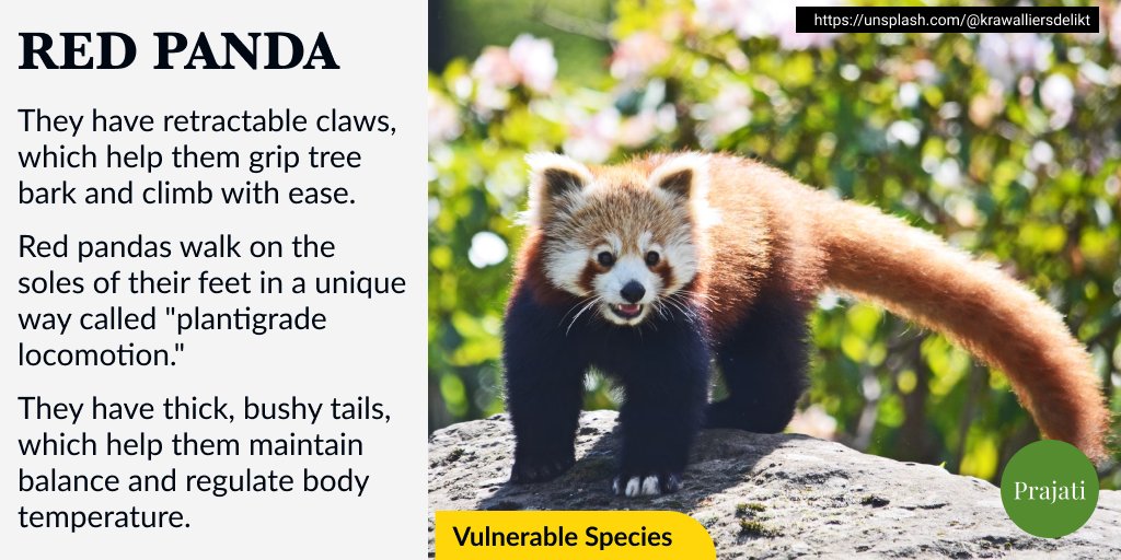 WePrajati's tweet image. Unfortunately, they are a vulnerable species due to habitat loss and poaching, with fewer than 10,000 individuals remaining in the wild.

#RedPanda #panda #kungfupanda #Disney #planetearth #education #nature #photography #animalfacts #nationalpark #zoo
