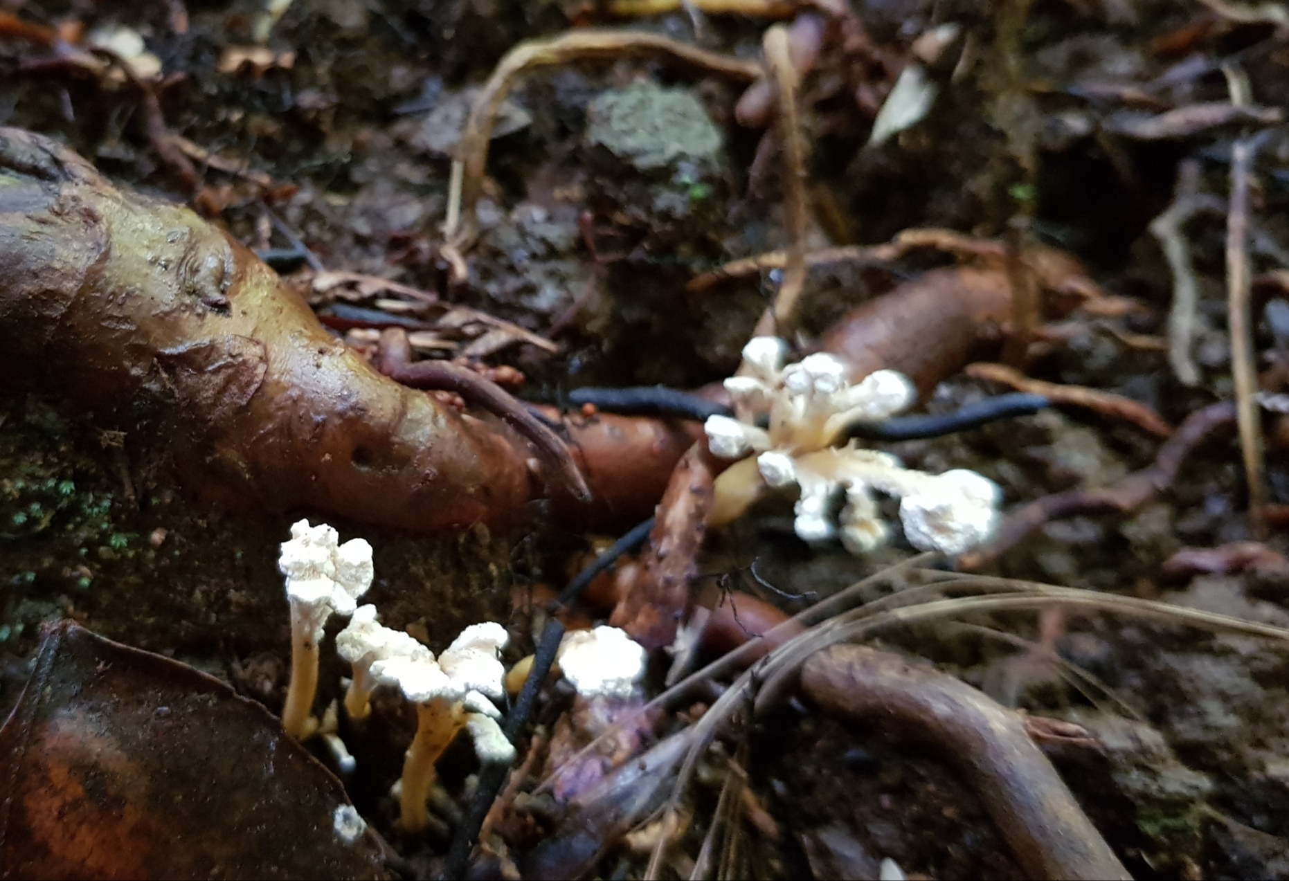 Fruiting bodies of Cordyceps fungus