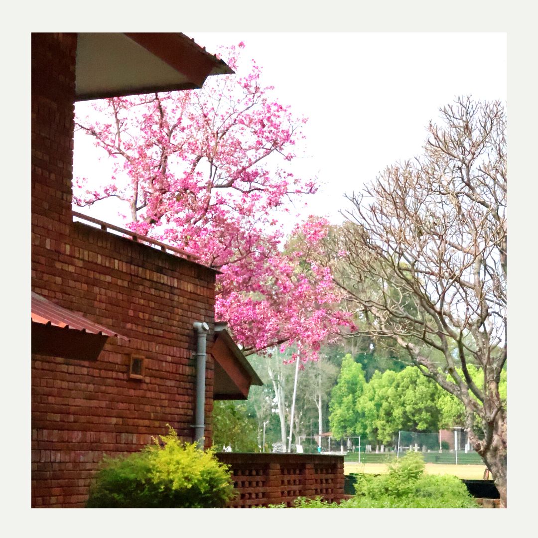 The_Doon_School's tweet photo. Nature is not a place to visit...It is Home. 🍃🏡
#TheDoonSchool #HomeAwayHome #BoardingSchool #CampusLife #Chandbagh https://t.co/bh9d6pY6Vn