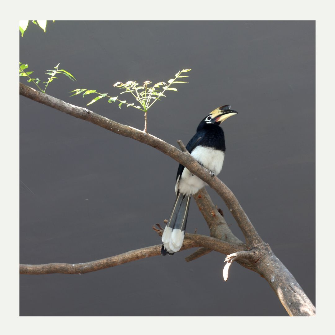 The_Doon_School's tweet photo. Nature is not a place to visit...It is Home. 🍃🏡
#TheDoonSchool #HomeAwayHome #BoardingSchool #CampusLife #Chandbagh https://t.co/bh9d6pY6Vn
