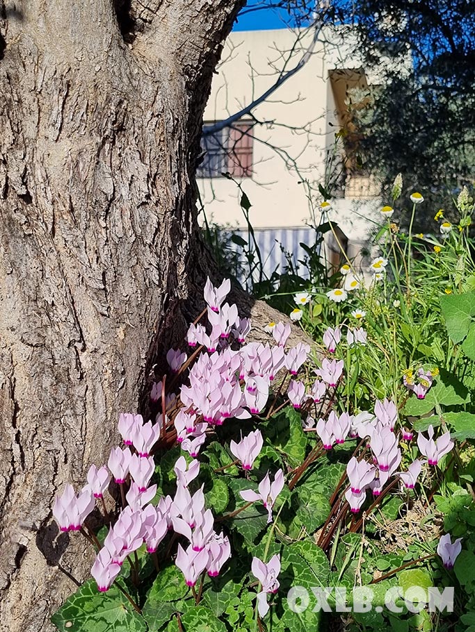 onefineart's tweet photo. Good morning Lebanon! Here when you have cute tiny angels living secretly near your house! https://t.co/BQIWMwsypk
#goodmorning #lebanon #house #cyclamen #angels #tinyangels #love #flowers https://t.co/PWo3jNAXuB
