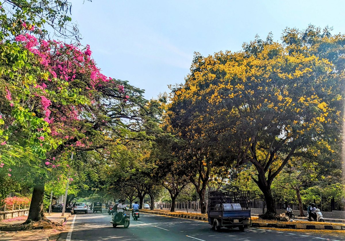 Summer colours🌸 
#CandidMysuru