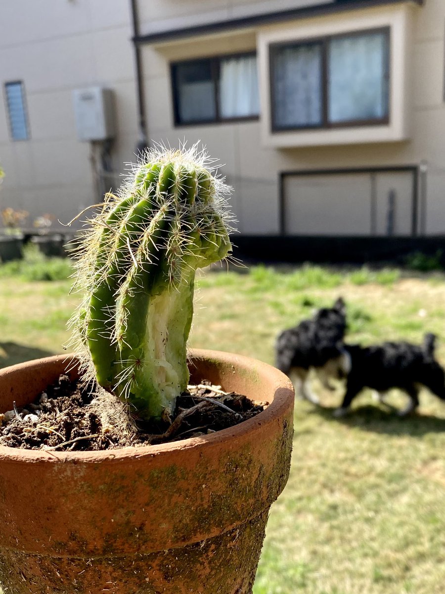 cyaaboooo's tweet photo. 🌵やられたぁ〜‼️
🐶ムシャムシャ🐶
犯人が後ろに写り込んでます｡｡｡

#犬 #犬の赤ちゃん #ミニチュアシュナウザー #日常 #夫婦 #なかよし #ホワイト #ブラックアンドシルバー #家族 #ユンカース #ヴァイス #アンネリース #ベアトリクス  #宮崎県 https://t.co/TU99mj1cX7
