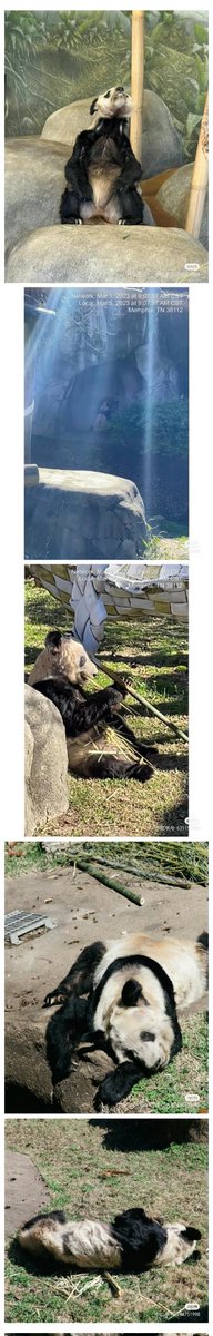hhanglism's tweet photo. #memphiszoo 
#YAYA
We all like to see beautiful things, will make us happy. But what if the cutie gets treated like this? This is Ya Ya, a panda at the Washington Zoo in the US, who has been subjected to extreme treatment. Please forward the appeal to help it! thankuu❤️🥺
#panda https://t.co/54jicSeRhy