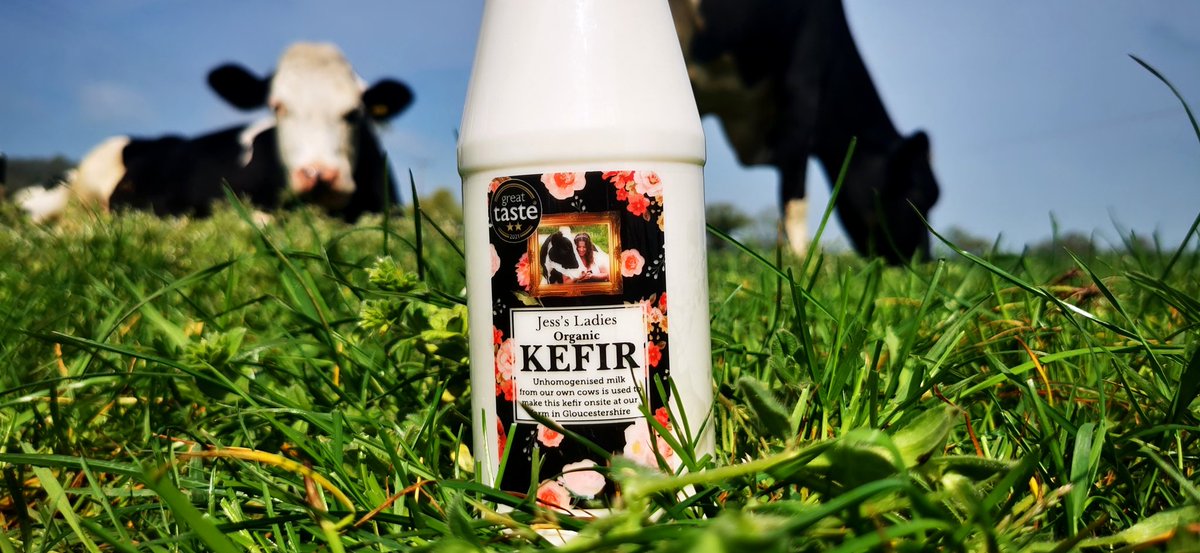 Within minutes our ladies beautiful organic milk is starting its cultured transformation in our dairy onsite at our farm in Gloucestershire. Fresh  and natural using milk from our most treasured business partners - our herd of Ladies. We know the story behind every drop. ❤️