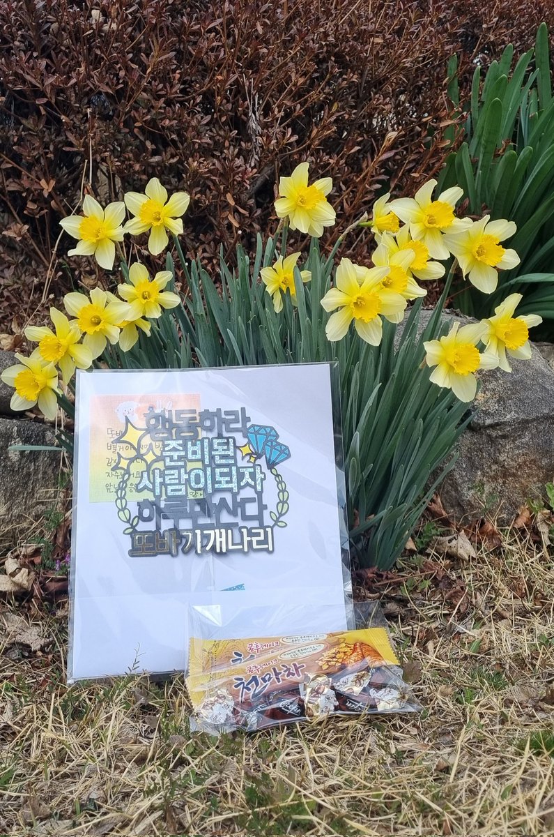 또바기개나리 tweet media