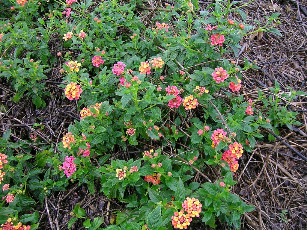 TNGeography's tweet photo. This is Lantana camara, an invasive plant in the Eco sensitive Nilgiri forest of #TamilNādu. It is a toxic plant not preferred by wildlife. Occupy forest open space, replaced the native plants. It reduces the forest food availability. TN forest dept trying to eliminate them 1/3 https://t.co/fcpClBQkTt