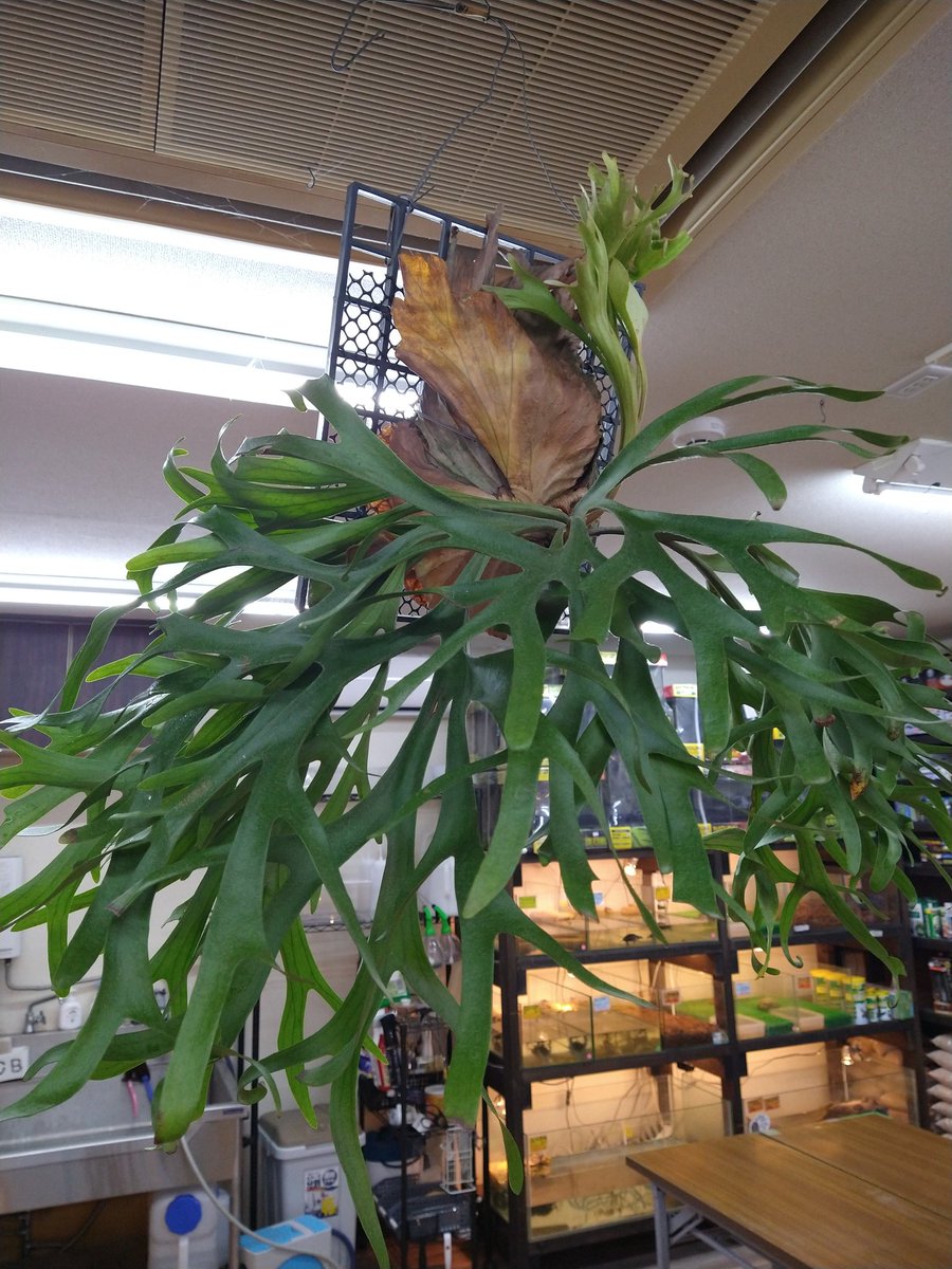 antenna0830's tweet photo. M-PLANTSさんの荷物搬入完了!
販売は明日からですがめちゃくちゃいい植物がたくさん…!
明日はもっと草だらけになっておりますので、皆様お待ちしております!
#REPLANTS https://t.co/M8GckBgfcR