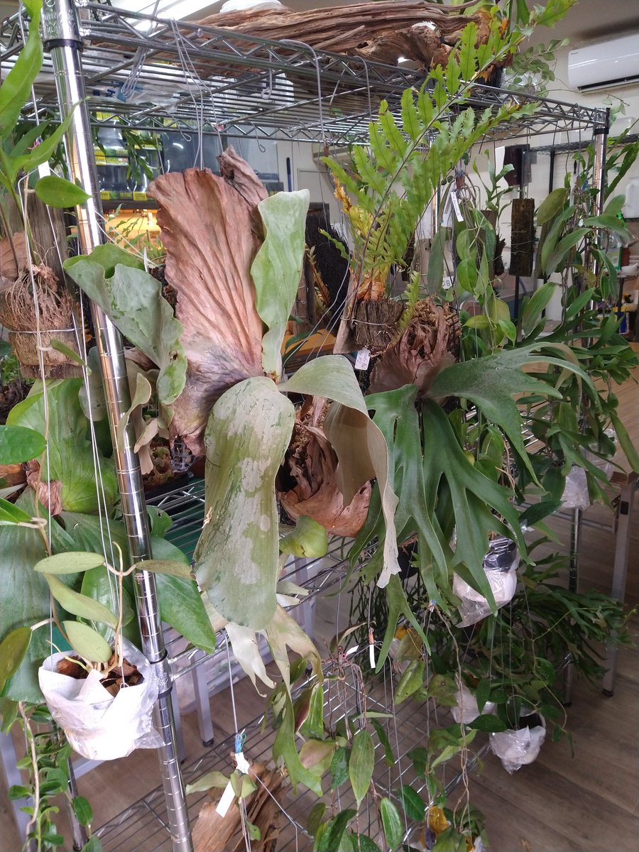 antenna0830's tweet photo. M-PLANTSさんの荷物搬入完了!
販売は明日からですがめちゃくちゃいい植物がたくさん…!
明日はもっと草だらけになっておりますので、皆様お待ちしております!
#REPLANTS https://t.co/M8GckBgfcR