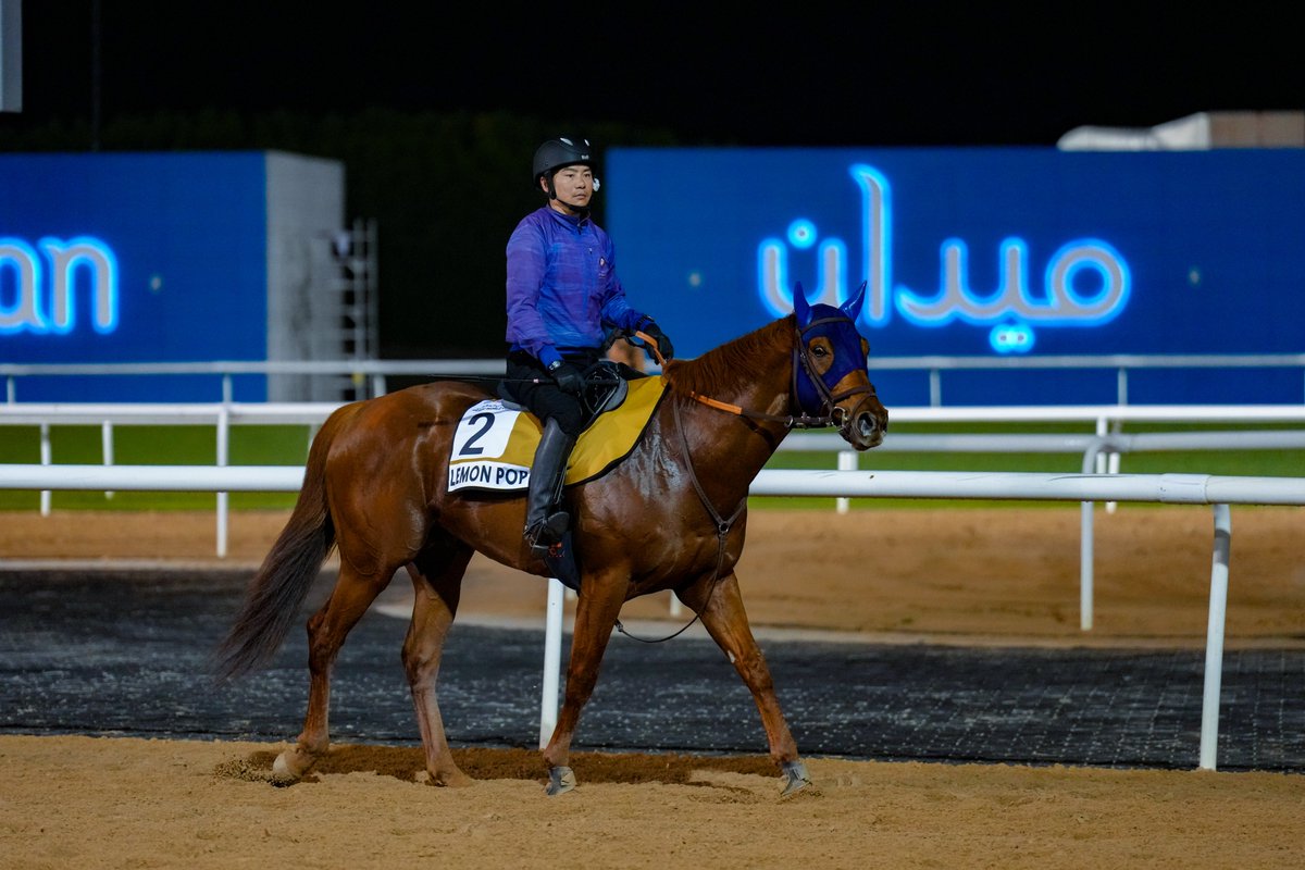 Really looking forward to seeing Lemon Pop in today’s G1 Dubai Golden Shaheen. He’s been a star for his dam, Schumer BS purchase Unreachable, and hopefully he can add another big update to her record 