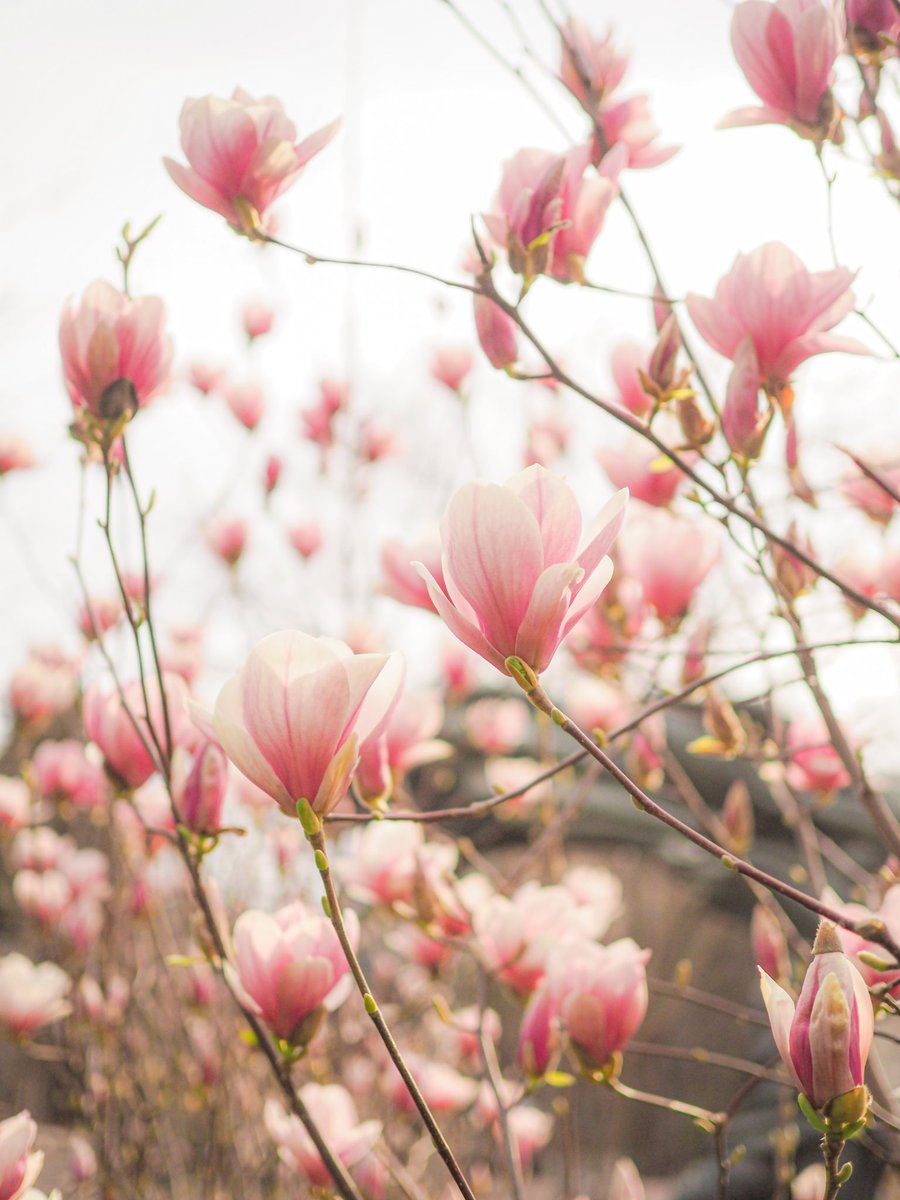 OGRDNKV's tweet photo. Магнолия в Тбилиси 🌸🌸🌸 https://t.co/yjpj4xhvFW