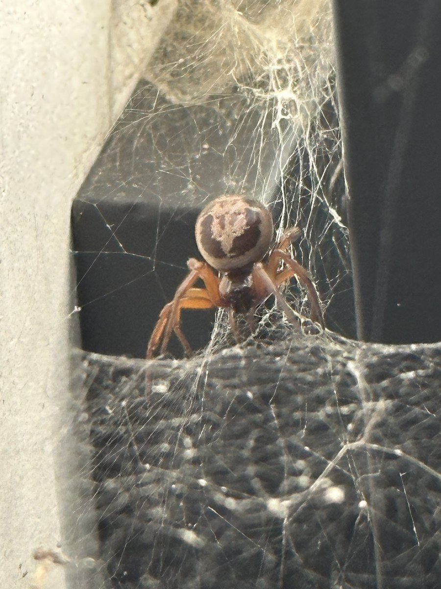 Brown Recluse Eggs 