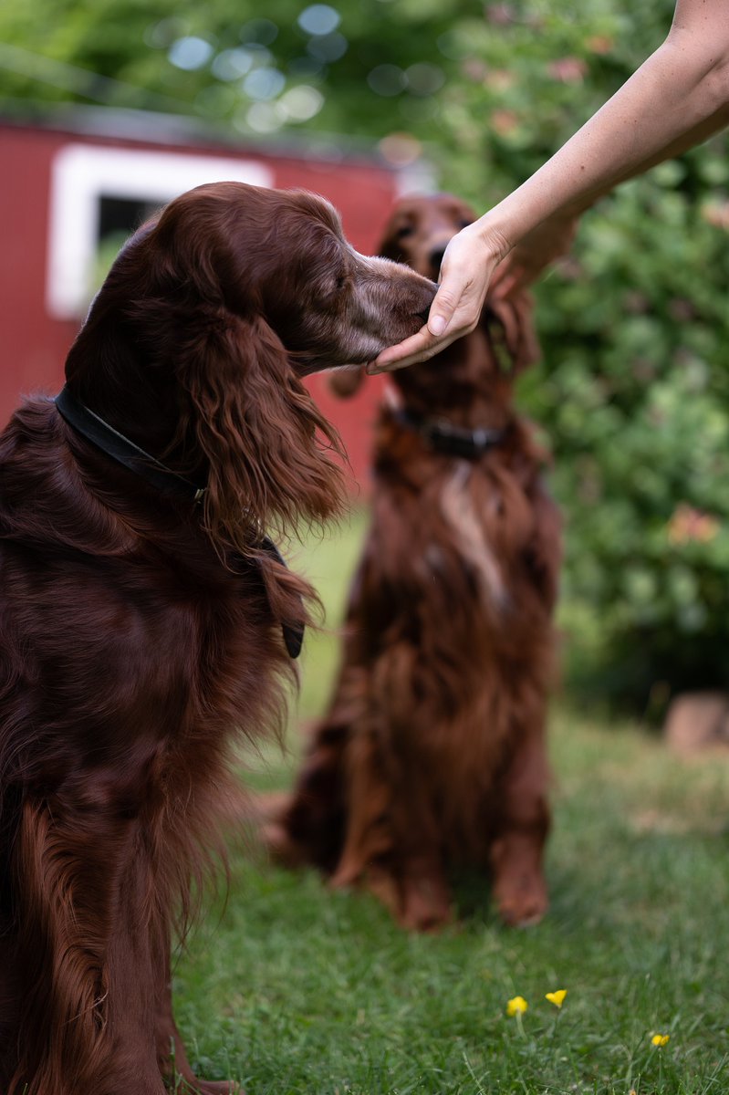 DogRegion's tweet image. Irish Setters are like rays of sunshine that brighten up your day.
#IrishSetter
#RedIrishSetter
#SetterLove
#SetterPuppy
#SetterLife
#SetterBreeds
#SetterLover