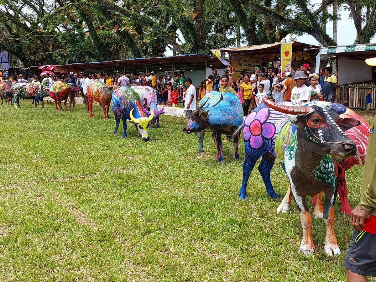 Inquirer on Twitter "LOOK Hawhaw D'Carabao, the most beautiful