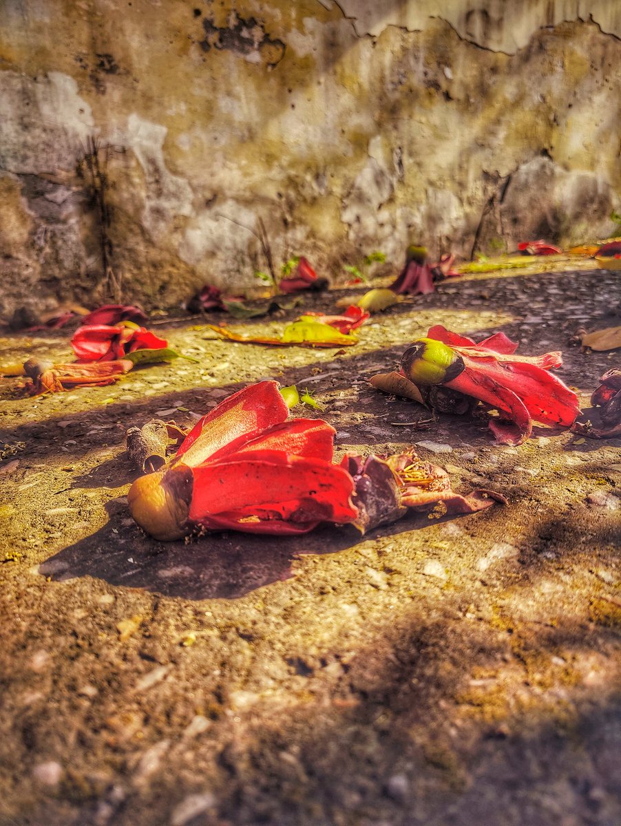 artizzzz's tweet image. My #Semal obsession