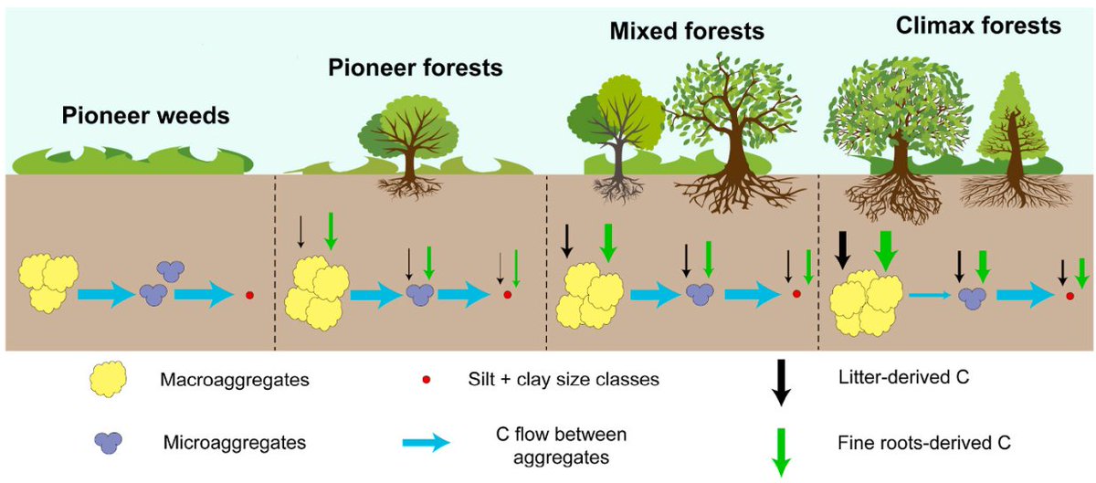 ykuzyakov's tweet photo. NEW in @SoilBiolBiochem
Carbon stabilization in #soil aggregates in #forest: Implications from δ13C signatures
https://t.co/UbOM8Jtc9j
50-day Free: 
https://t.co/ri5nM5jkqO
 
#SoilOrganicMatter #SoilOrganicCarbon #sequestration #soilaggregates 
#isotopes @uniGoettingen https://t.co/58XZYRFIiG